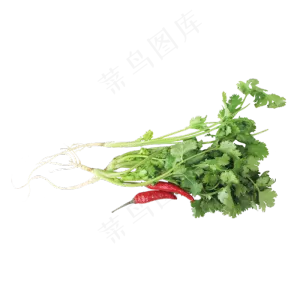 食材香菜辣椒