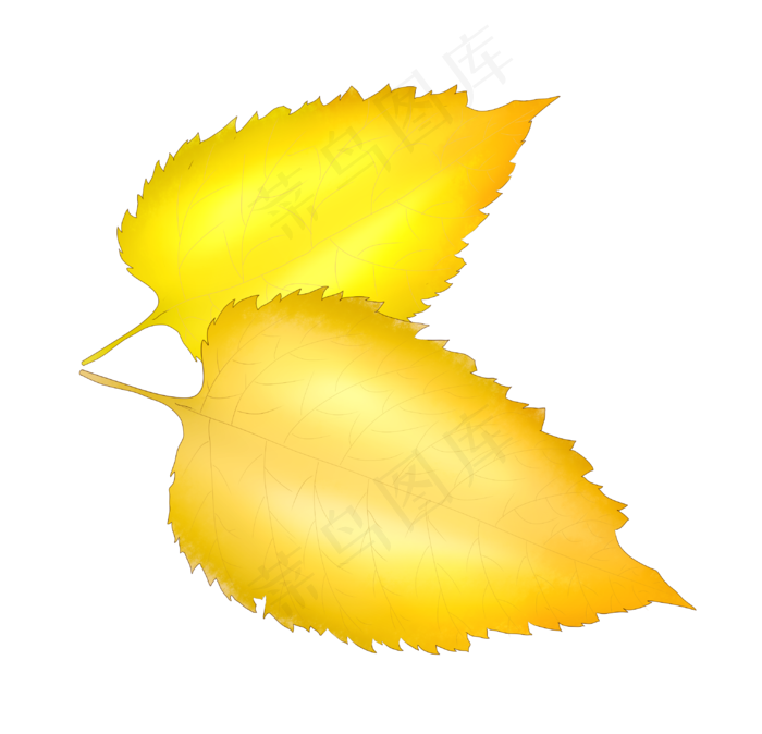 秋天黄色树叶插图(3022X2909(DPI:300))psd模版下载