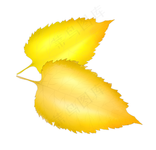秋天黄色树叶插图
