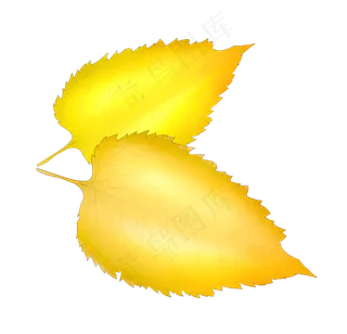 秋天黄色树叶插图
