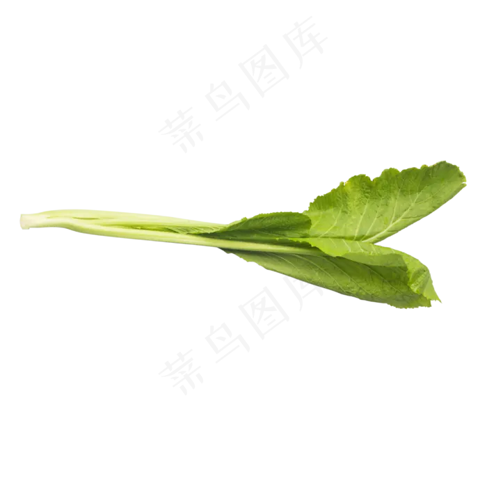 有机蔬菜白菜(2480X2837(DPI:300))