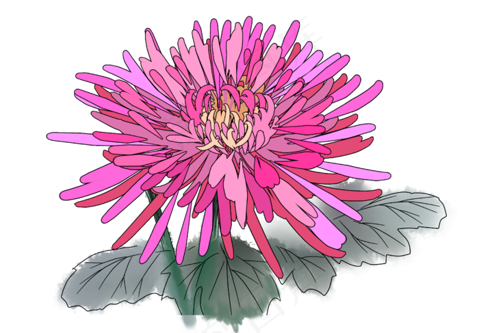 重阳节菊花素材(2506X1744(DPI:300))psd模版下载