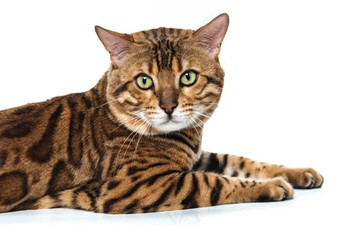白色背景上的金色孟加拉猫 白色背景上的金色孟加拉猫