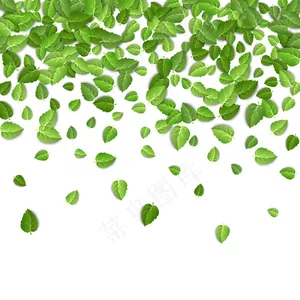 绿茶叶落在孤立的白色背景上