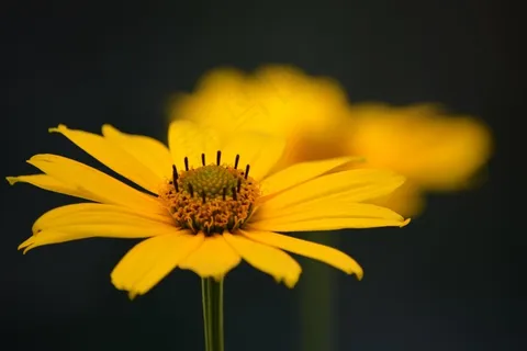 花花花花花花 花花花花花花