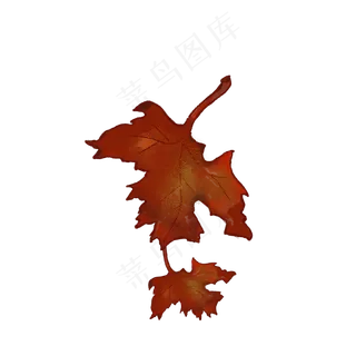 秋分枫叶落叶