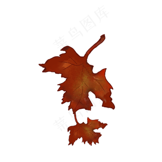 秋分枫叶落叶