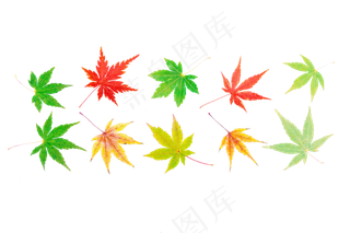彩色枫叶