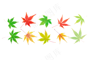 彩色枫叶