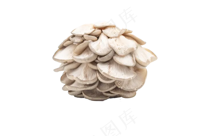 白色蘑菇菌类蔬菜(6000*4000px 300 dpi )