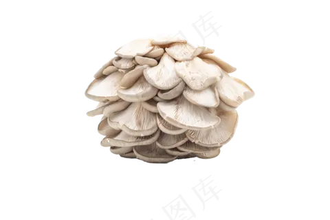 白色蘑菇菌类蔬菜