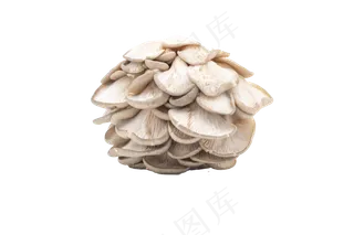 白色蘑菇菌类蔬菜