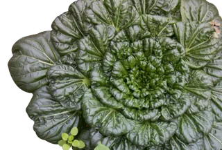 青菜叶小白菜卷心菜实物