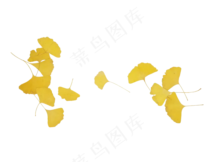 秋天秋季银杏叶(2500X2500(DPI:300))