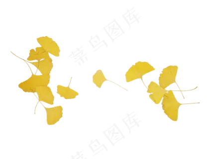 秋天秋季银杏叶