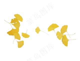 秋天秋季银杏叶