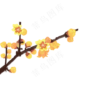 手绘腊梅黄色梅花