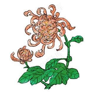 菊花重阳节九月九