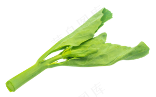 油菜叶子蔬菜