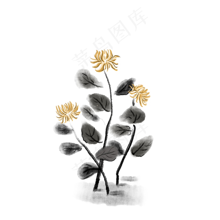 菊花花卉植物(3000X3000(DPI:300))psd模版下载
