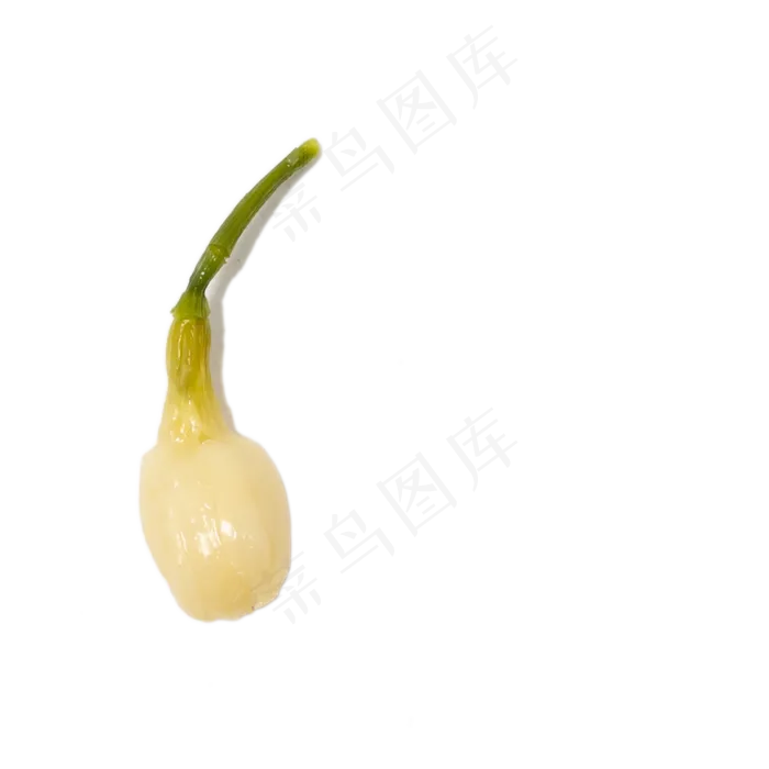 卡通发芽的大蒜下载(2000*2000px 300 dpi )psd模版下载
