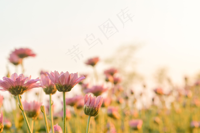 田野里粉红色的菊花，阳光和甜美温暖的背景。