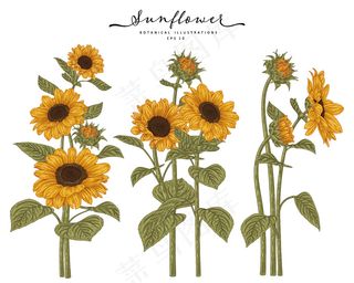 素描花卉装饰套装。向日葵图纸。