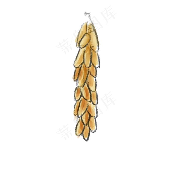卡通一串玉米PNG下载(2000X2000(DPI:300))psd模版下载
