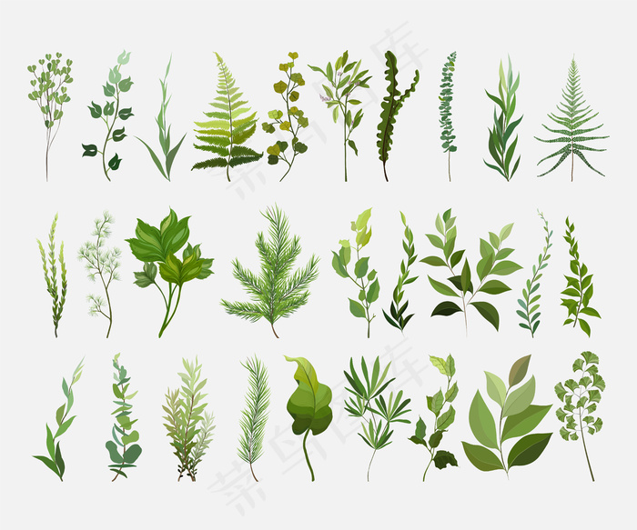 向量设计器元素集收集绿色森林蕨类植物。
