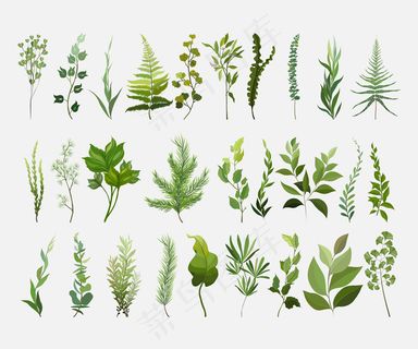 向量设计器元素集收集绿色森林蕨类植物。