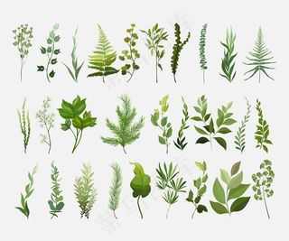 向量设计器元素集收集绿色森林蕨类植物。