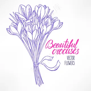 美丽的贺卡与一束素描番红花。手绘插图