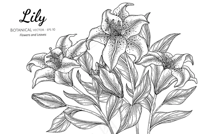 百合花与叶白色线条艺术手绘植物插画