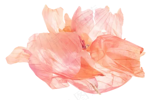 新鲜洋葱皮实物