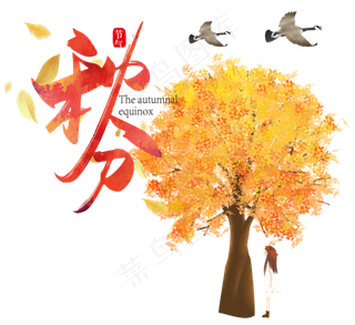 秋分黄色枫树
