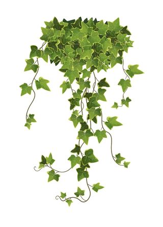 常春藤植物分支卡通插图。攀藤。