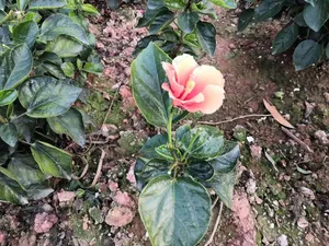 一支独秀。