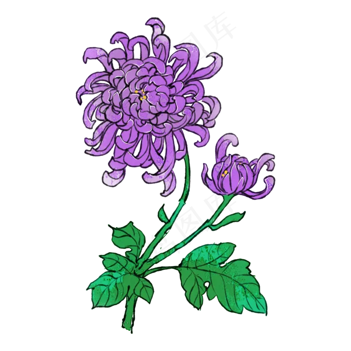重阳菊花花卉(2000X2000(DPI:300))psd模版下载