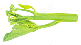 菠菜根绿色蔬菜