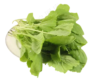 新鲜青菜