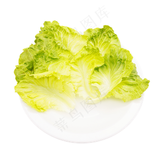 新鲜生菜蔬菜