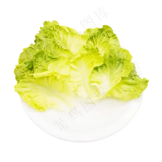 新鲜生菜蔬菜