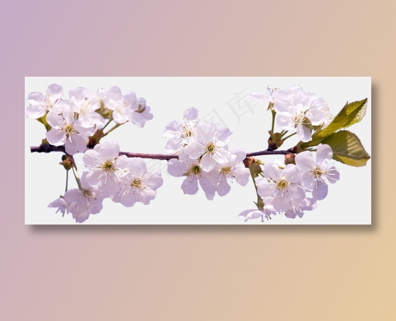 樱花开花植物免扣png