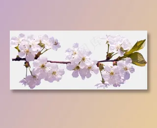 樱花开花植物免扣png