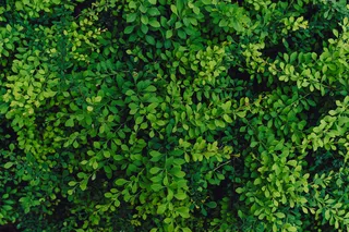 许多绿叶的纹理自然背景