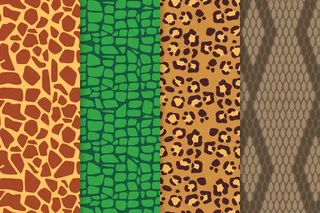 不同的现代动物印花图案