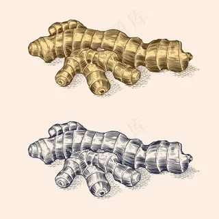 生姜根，切碎的根茎，新鲜植物。