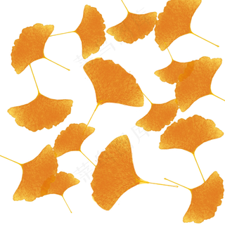 银杏叶秋天落叶唯美凋落