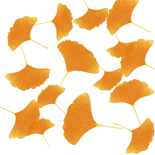 银杏叶秋天落叶唯美凋落