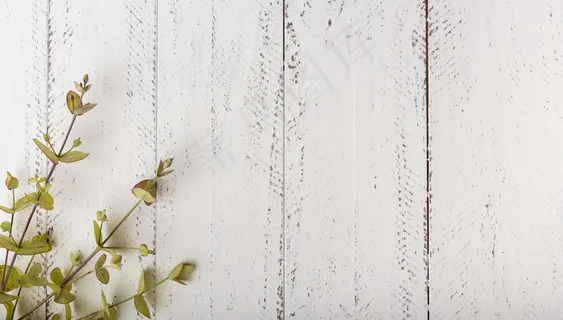 顶视图植物概念和复制空间